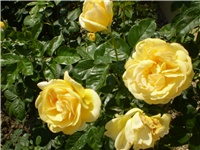 23a4b1ae-Picture 3104.jpg